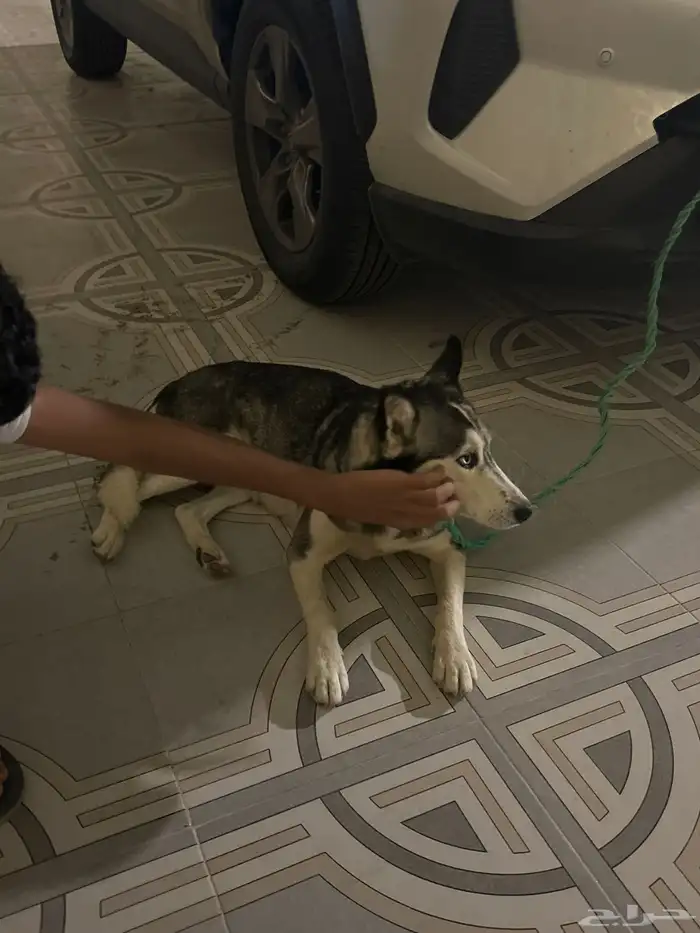 كلب هاسكي 1