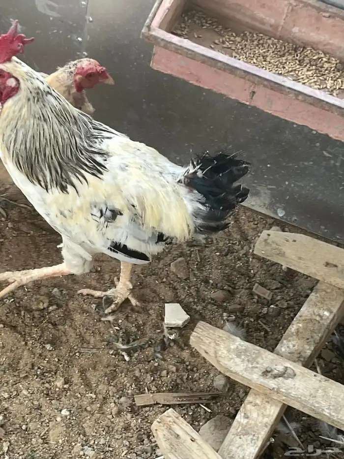 ديكه فرنسيه 2