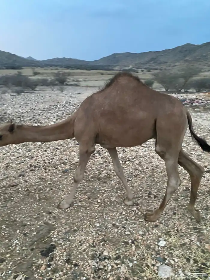 قعود سمين لباني عمره 8 اشهر 4