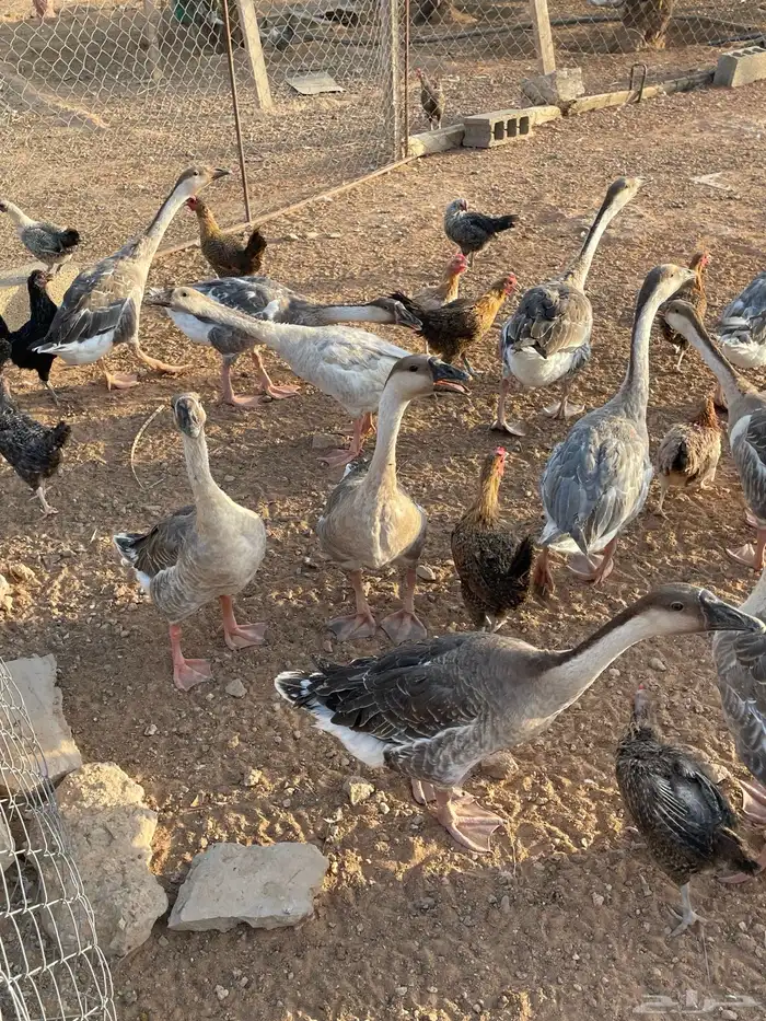 وز عراقي اصل العمر ست شهور 0