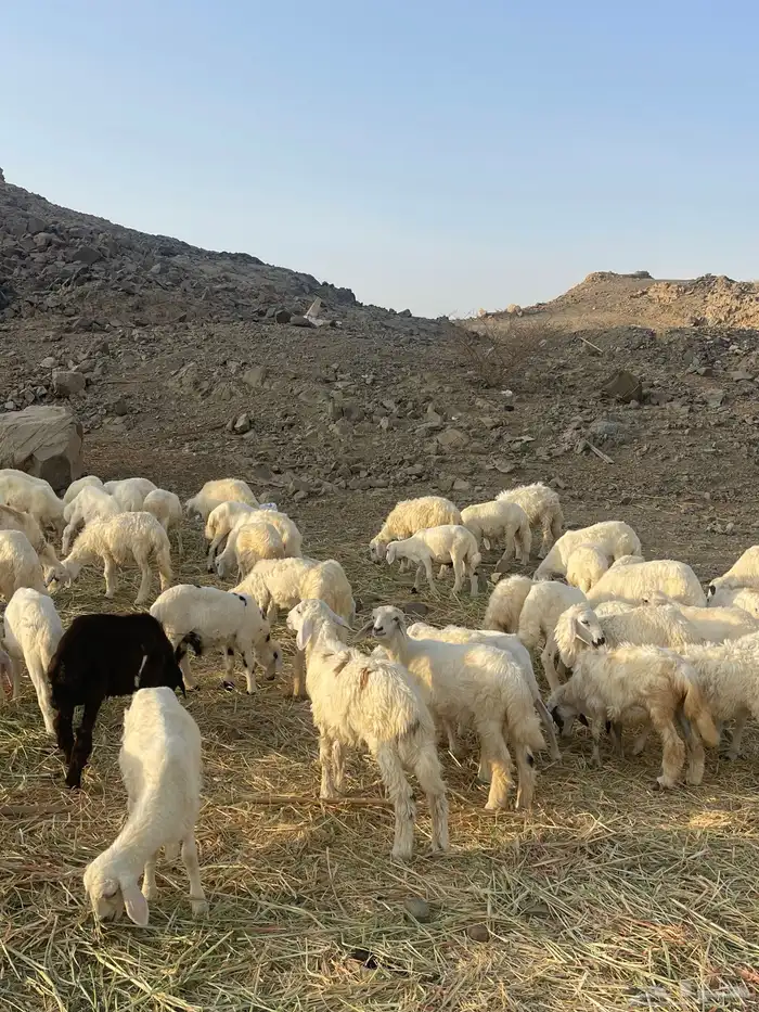 طليان ورخال حرية 0