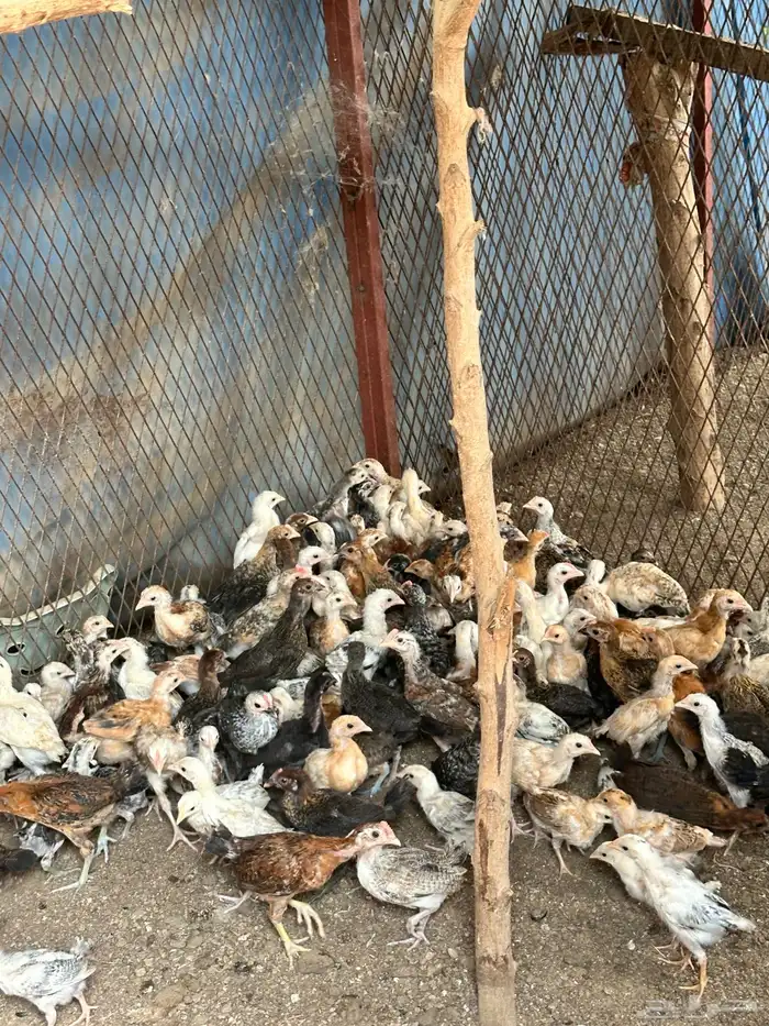فروخ دجاج وديوك بلدي وفيومي العمر شهرين 1
