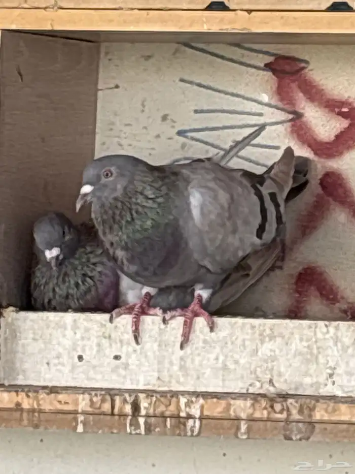 حمام سلفر حجم جامبو 73 جوز 5