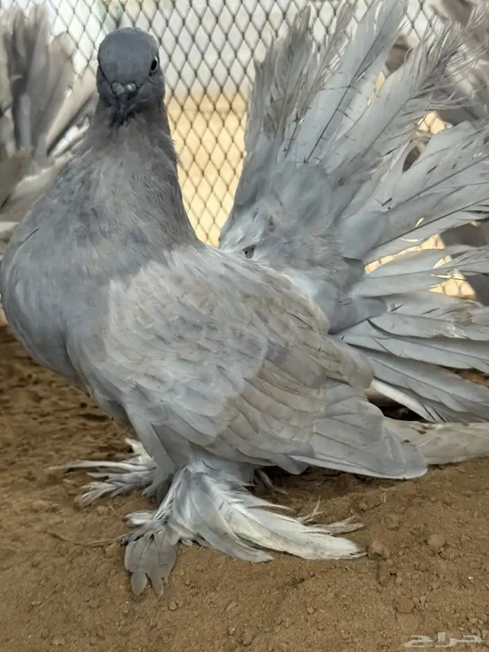 مجموعة رقاص أمريكي استاندر 16