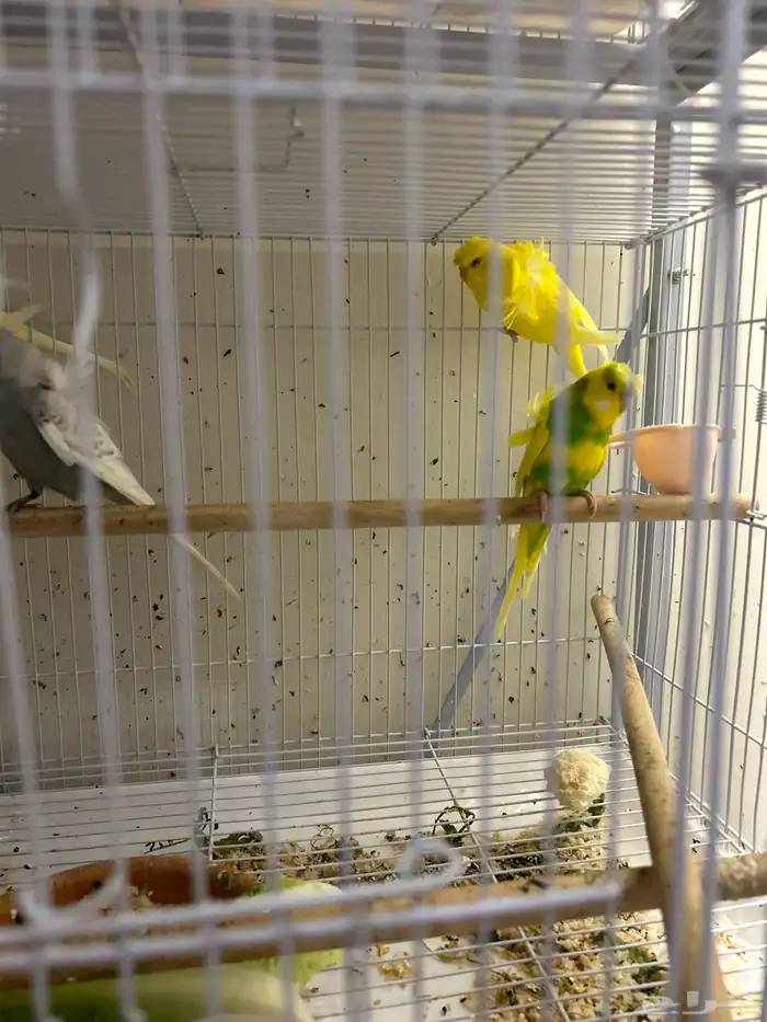 هوقو ذكور بالغه جاهزه الانتاج 0