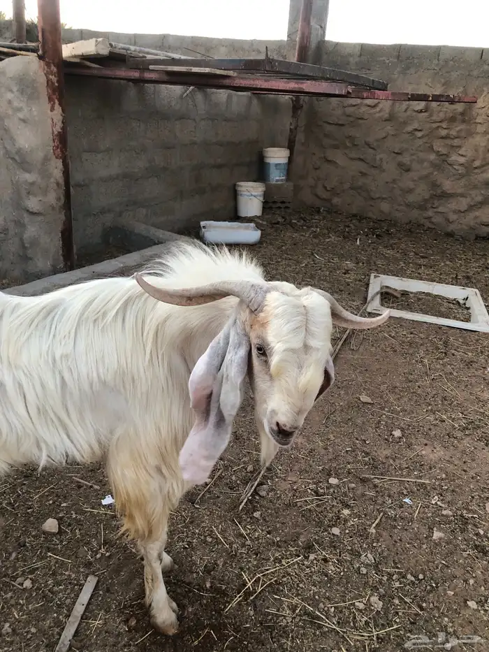 تيس فحل أبيض للبيع 2