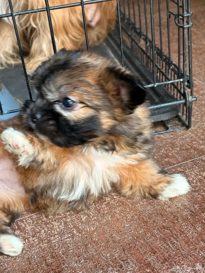 جرو شيتزو (Shih tzu) عمر 3 شهور 4