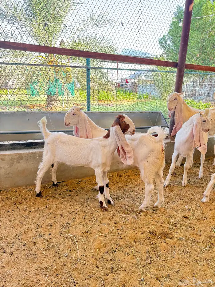 للبيع جفار وتيس مطورات صنف 4