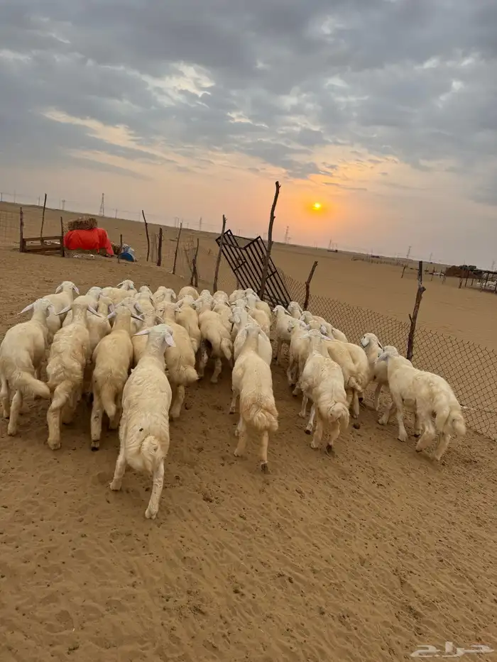 بهم تربية 1