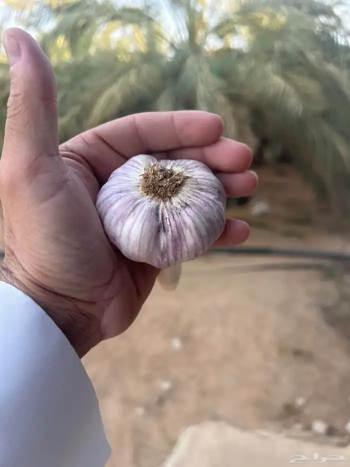 ثوم بلدي اصلي. 6