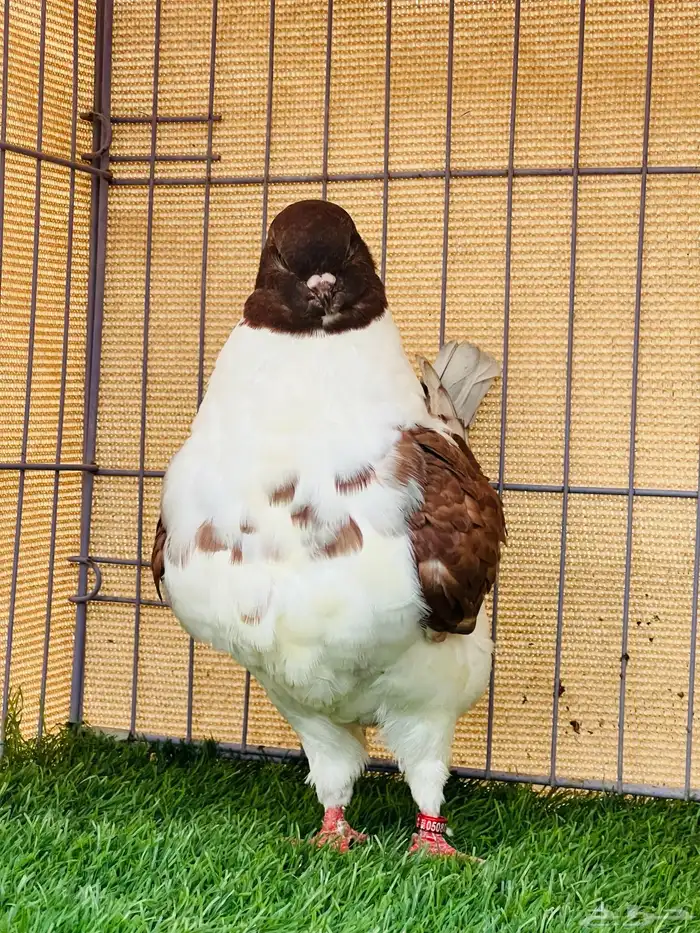 مودينا 2