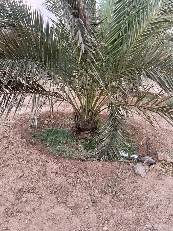نخل نقايل عدد 16 بدون مقابل 15