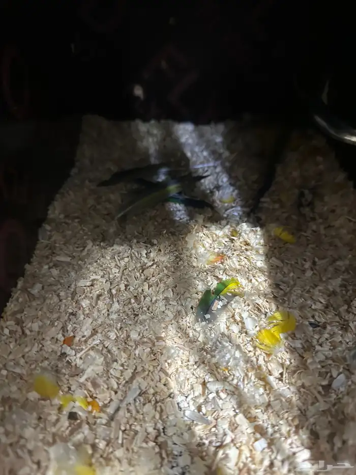 جوز صن كنيور منتج شرط Sun Conure 5