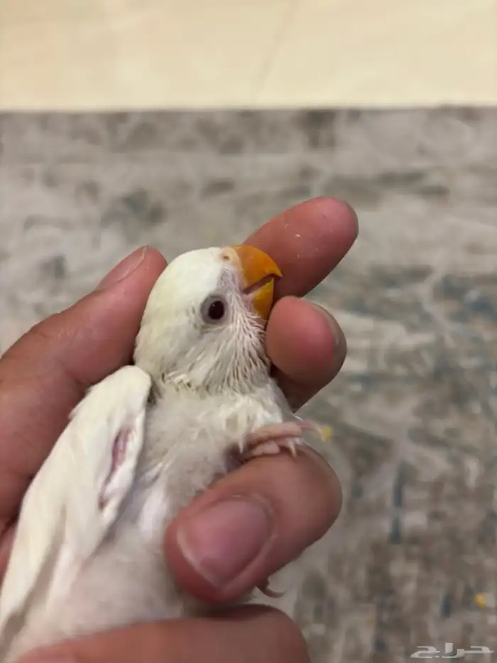 فروخ روز 2