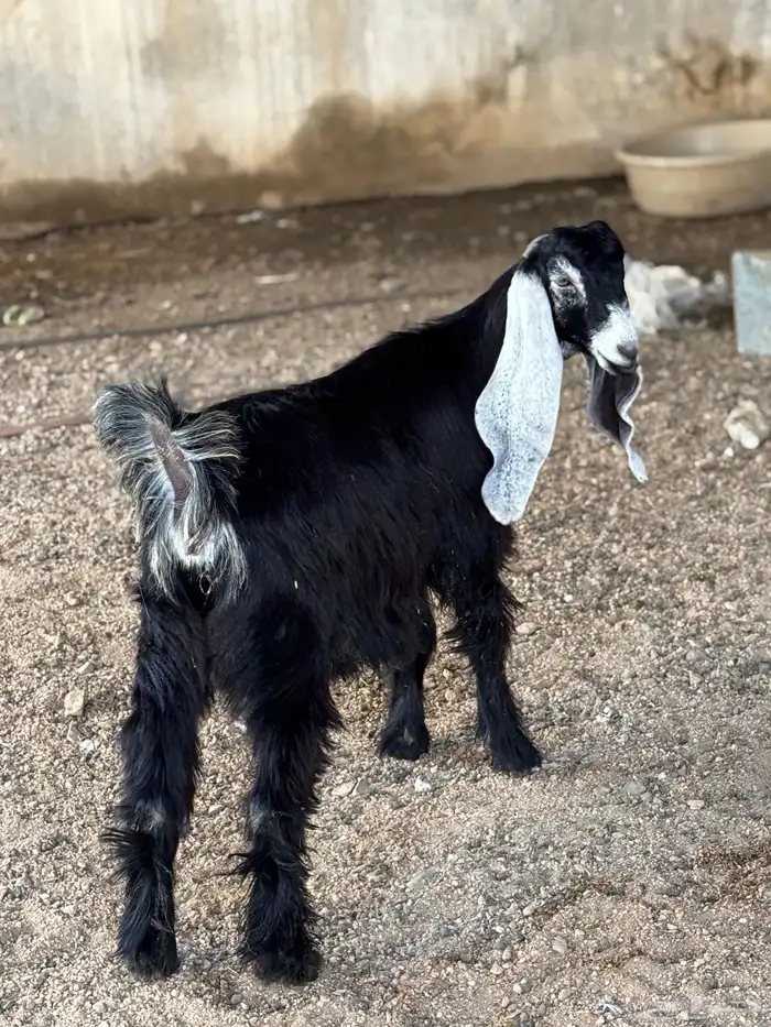 جفره عارضيه( تم البيع) 0