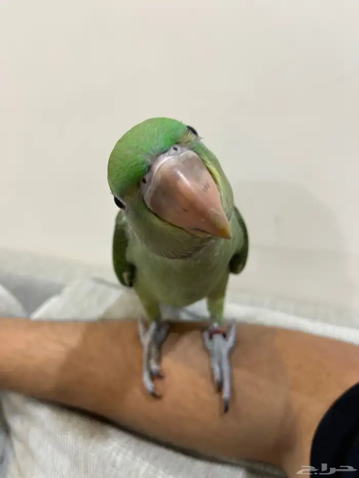 دره نيبالي اليف 1
