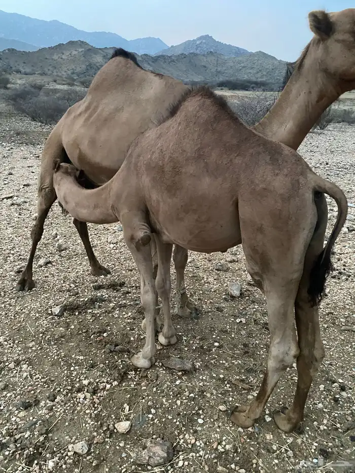 قعود سمين لباني عمره 8 اشهر 3