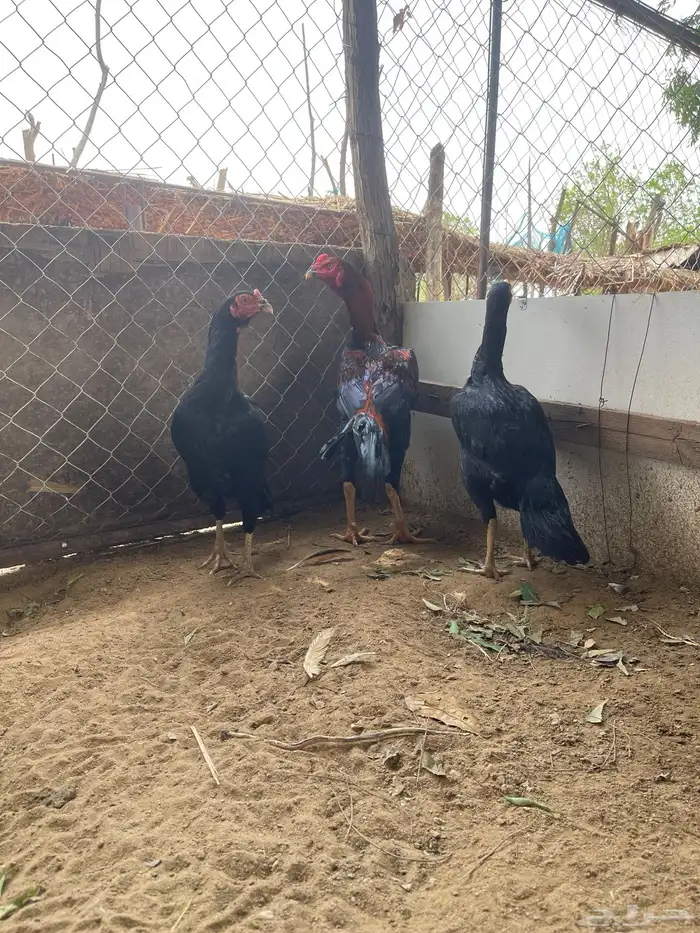 دجاج سندي بيور 6