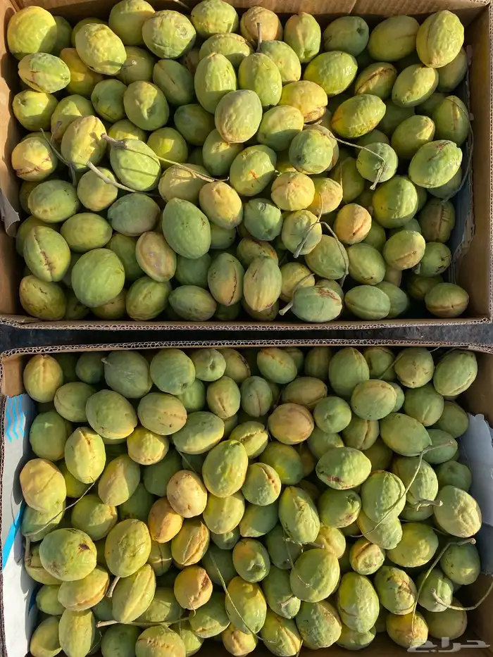 لوز قطيفي ( اصفر و احمر ) بالجملة 0