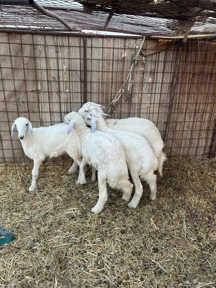 طليان 5
