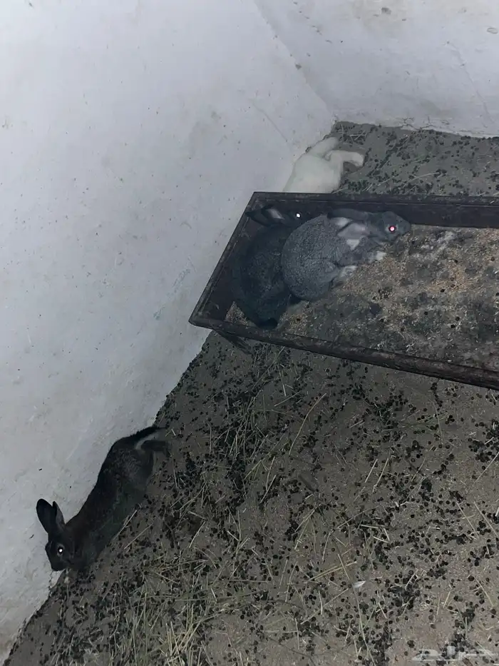 يوجد ارانب بلديه للبيع العدد 25 0