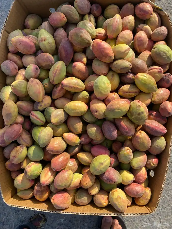 لوز قطيفي ( اصفر و احمر ) بالجملة 1