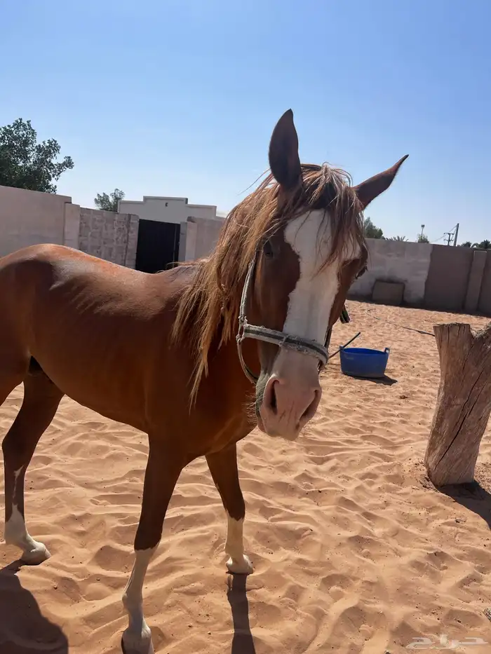 حصان شعبي 0