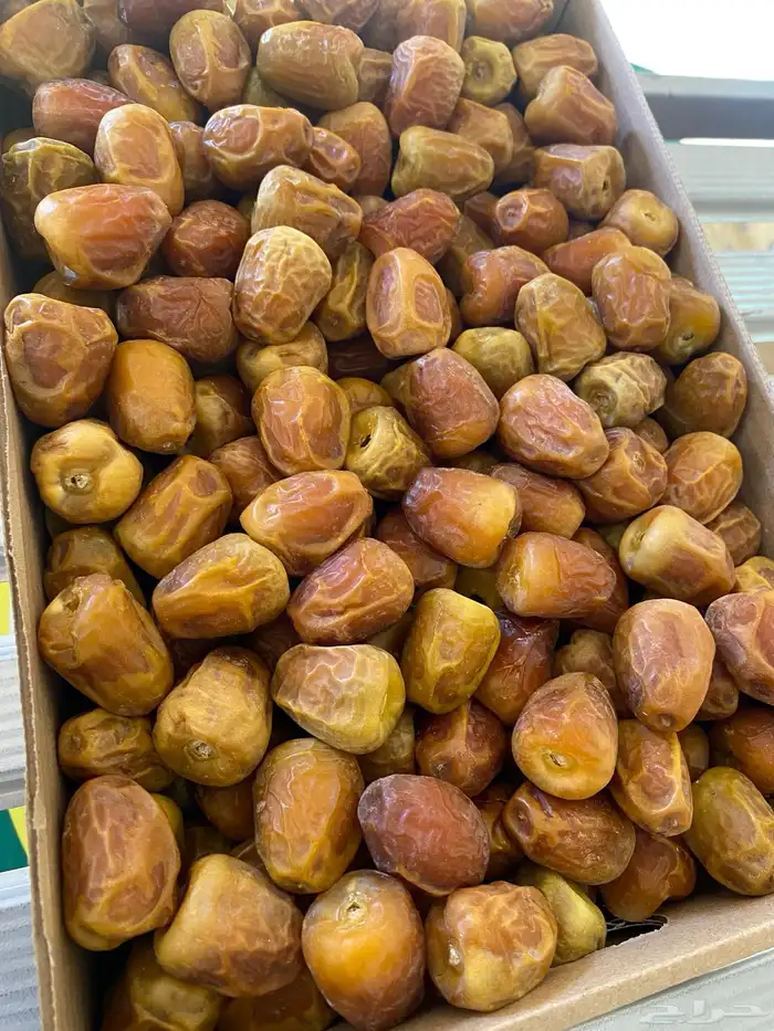 تمر سكري 2