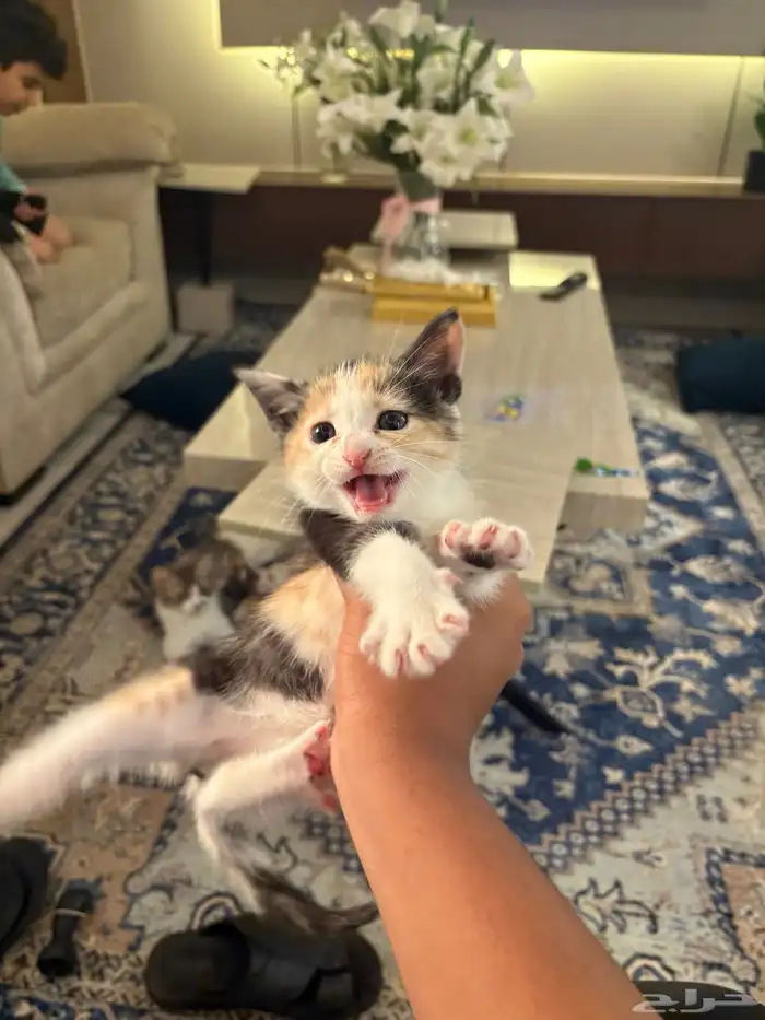 قطط للتبني 2