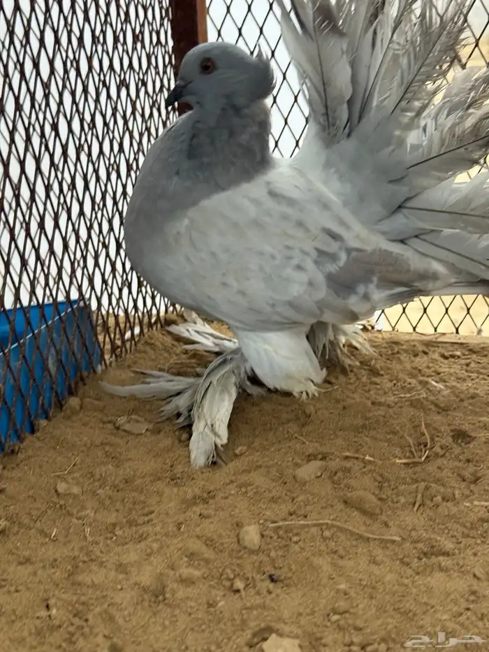 مجموعة رقاص أمريكي استاندر 14