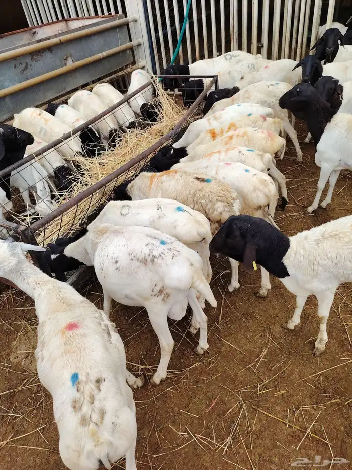 التفريد والجمله طلي بربري وتيوس 0