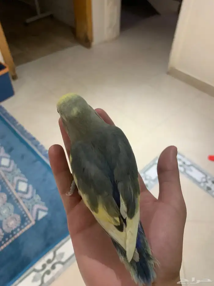 روز اليف جدا 2