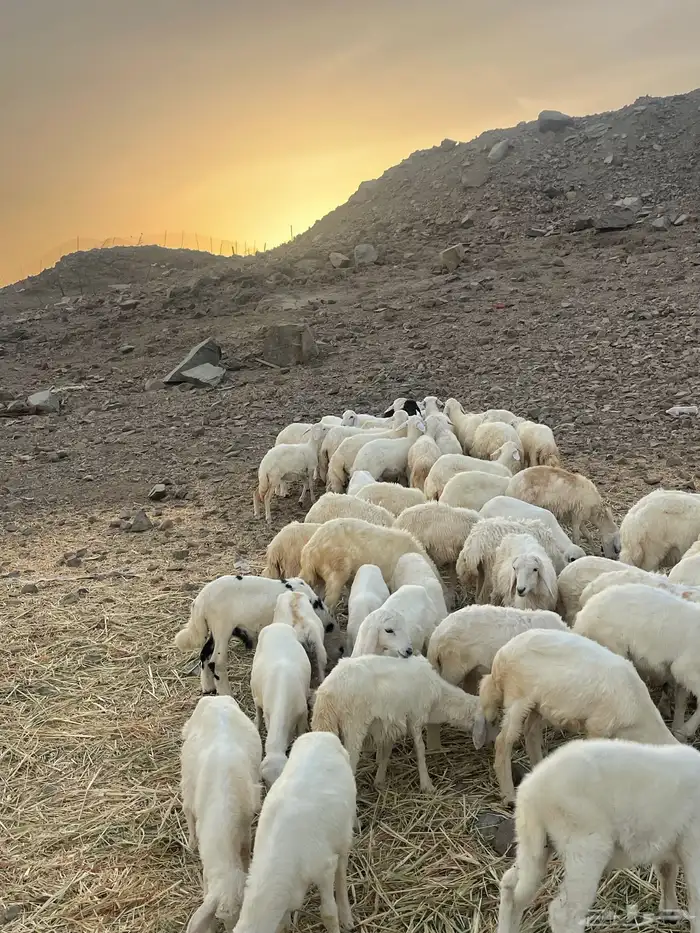 طليان ورخال حرية 12