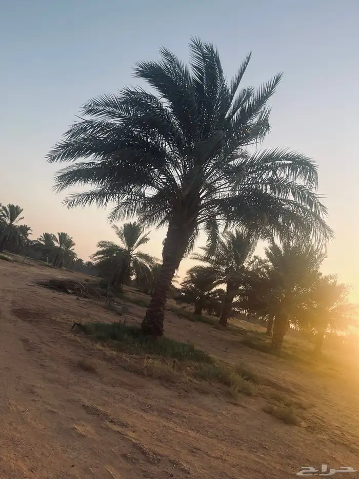 نخل للبيع 0