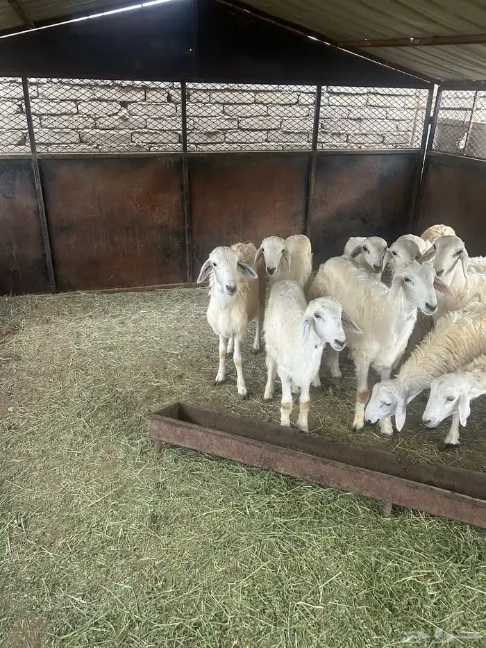 طليان العدد 10 3