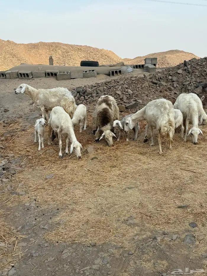 ضان حريات حرش فواخر صنف الصنف 2