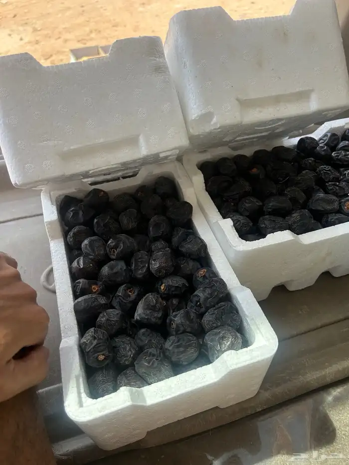 تمور تمر عجوه المدينه 15