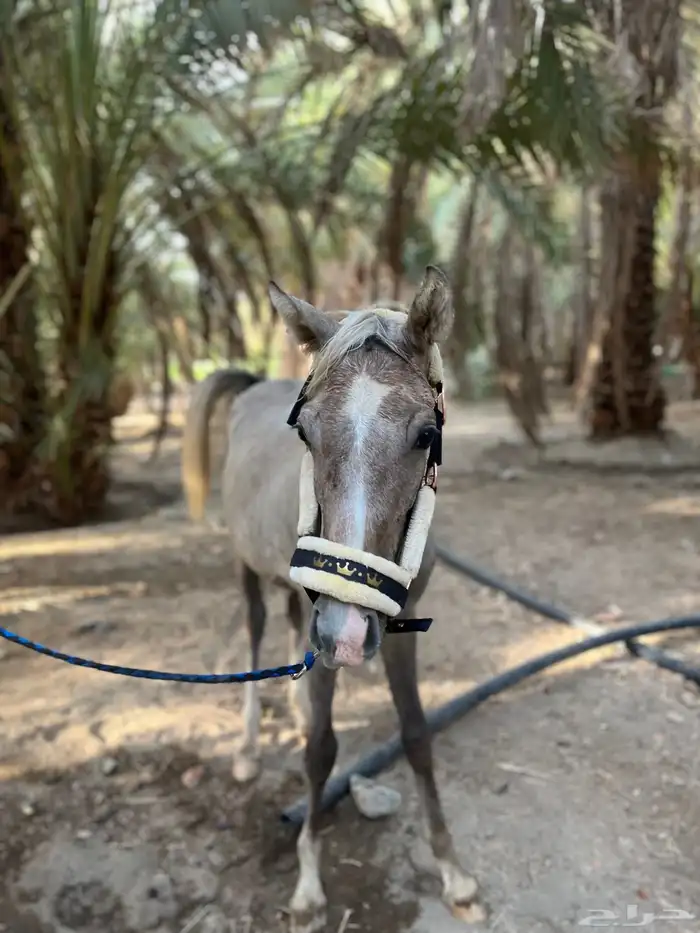 مهر شعبي 0