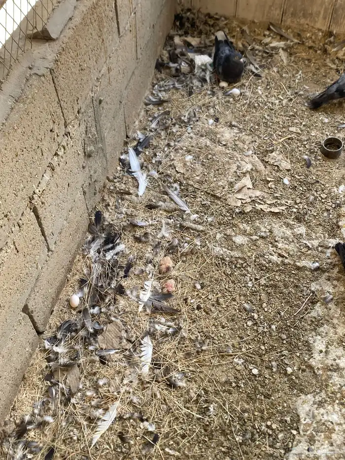 حمام قطيفي قلاب 5