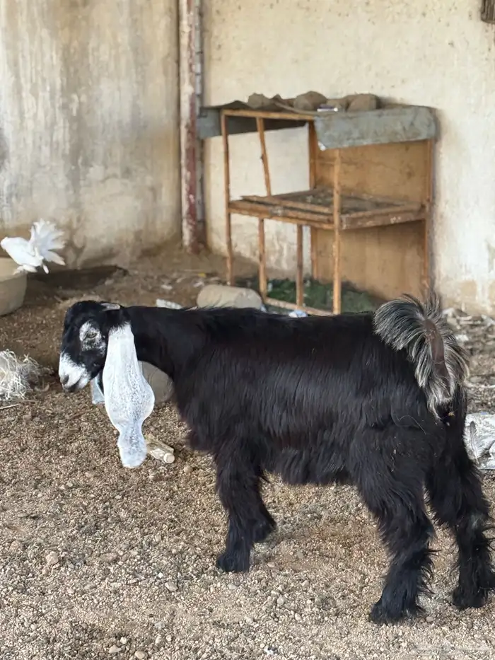 جفره عارضيه( تم البيع) 2