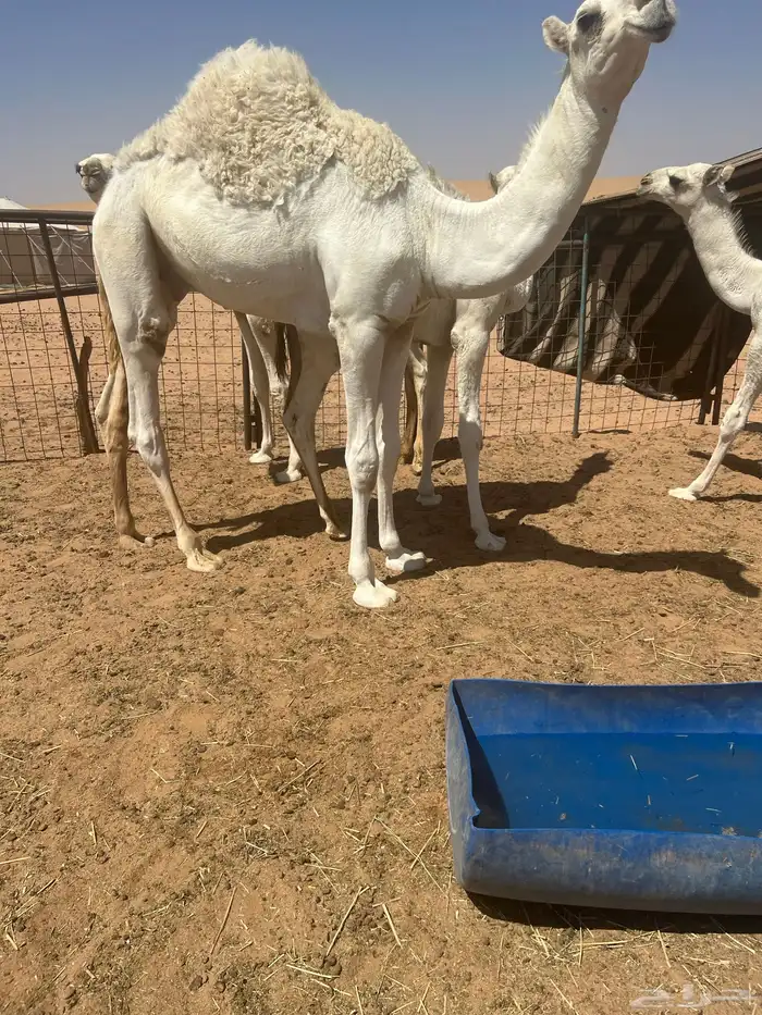 للبيع الحوار الطايش 3
