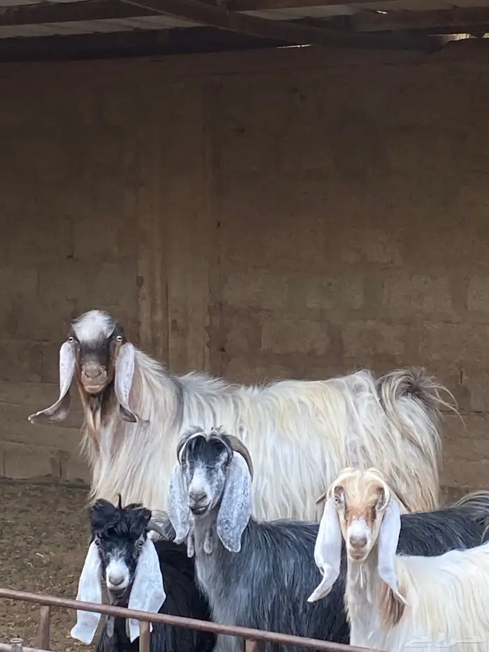 ماعز للبيع 2