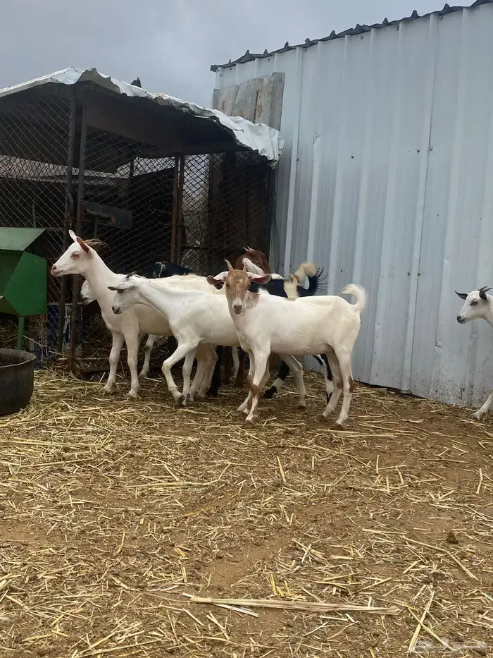 عناق للبيع 1