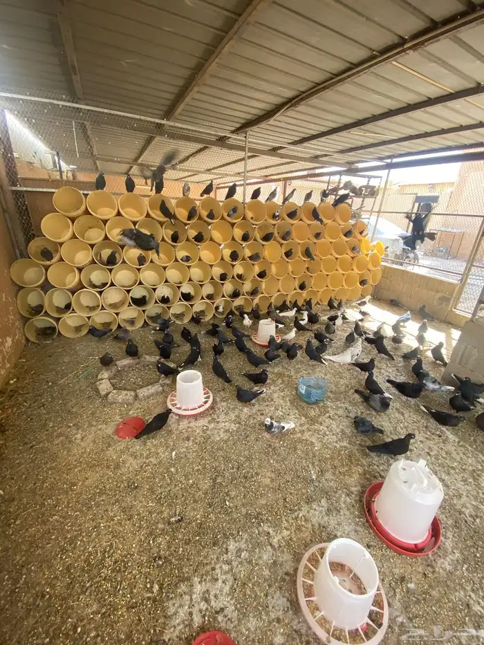 حمام قطيفي قلاب 3