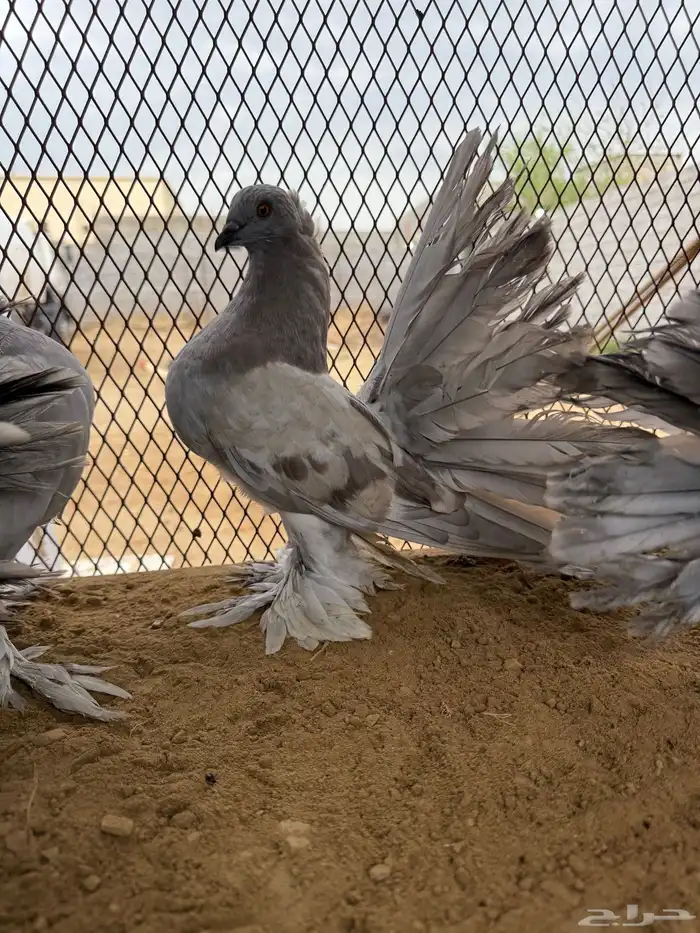 مجموعة رقاص أمريكي استاندر 5