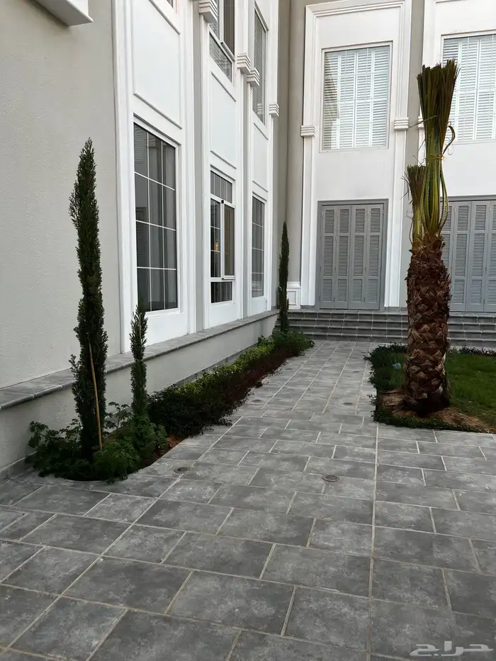 زيتون مراكن معمر 9