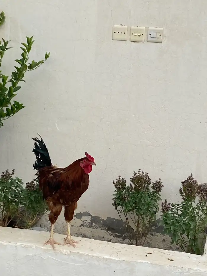 ديك مهجن باكستاني 0