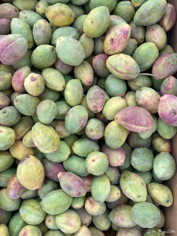 لوز قطيفي ( اصفر و احمر ) بالجملة 4