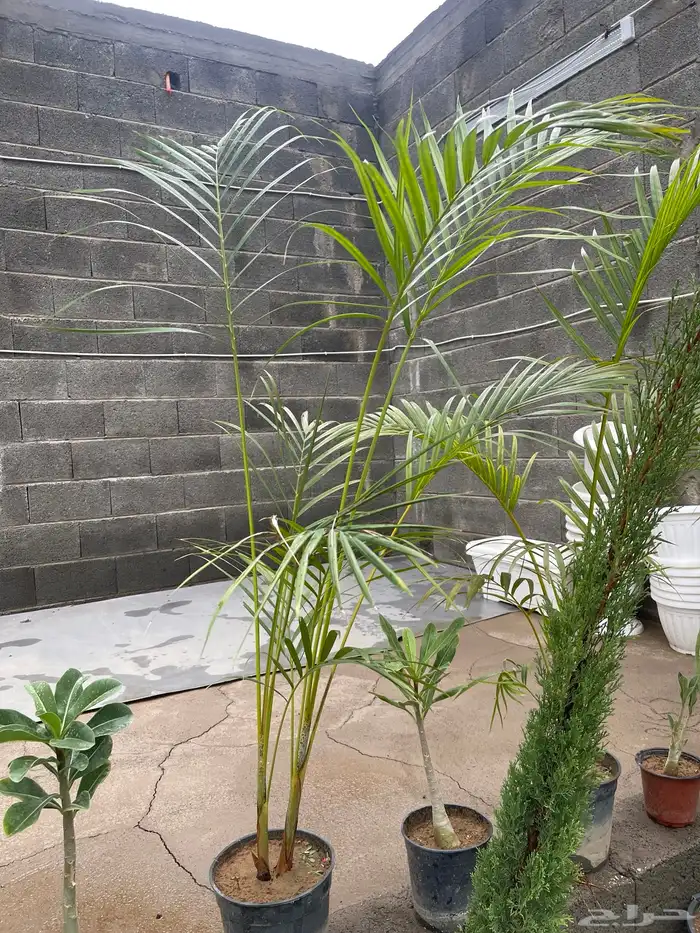 تصفيه على مجموعة اشجار 7