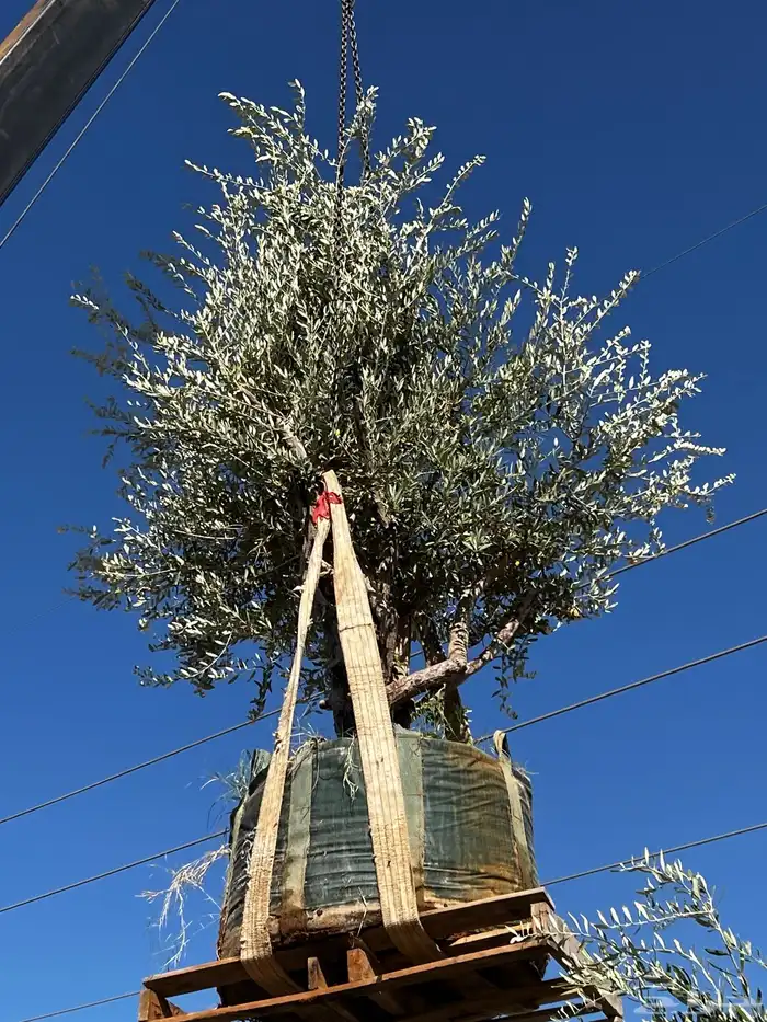 زيتون مراكن معمر 5